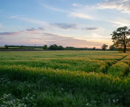 Simon Godfrey Field Sunset