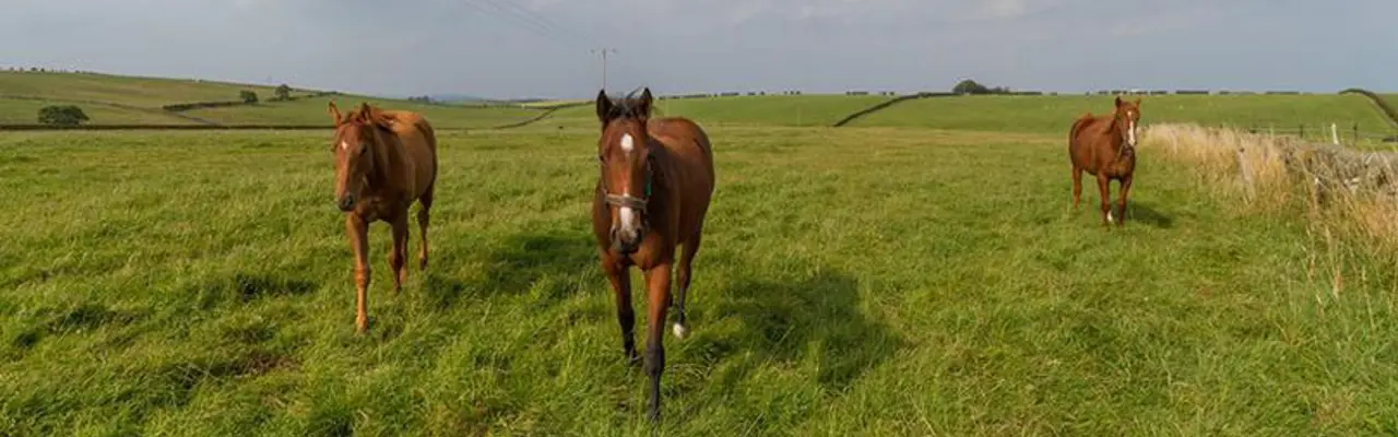 Winning Stud Launched On The Ayrshire Market: Horses At New Hall Stud 808X455