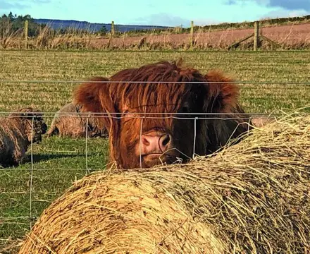 Smallholdings Deliver the Rural Dream: 1612535595 Image 7 808X455