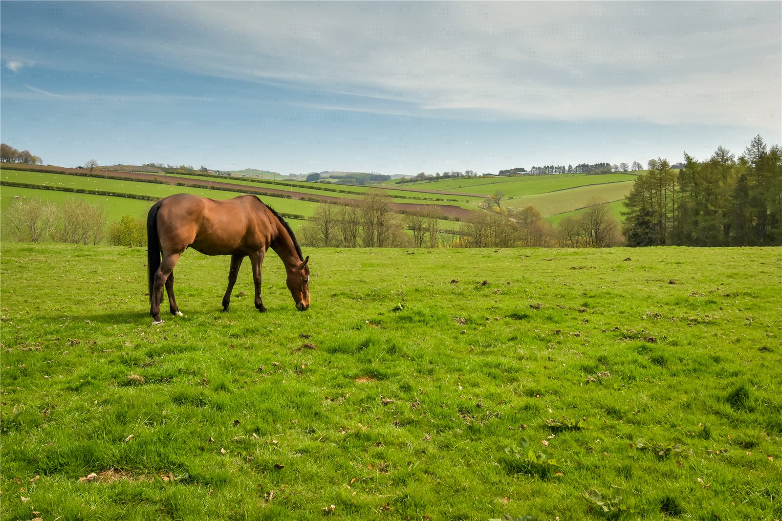 Paddocks