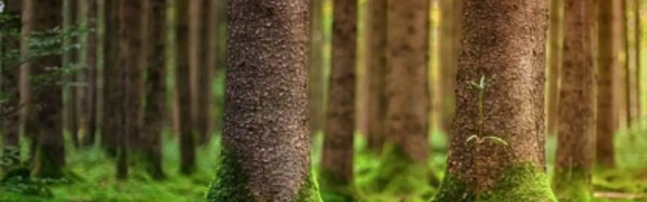 Natural capital update: Woodland creation v peatland restoration – key differences: Forestry