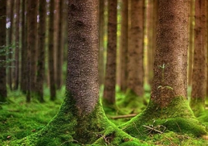 Forestry