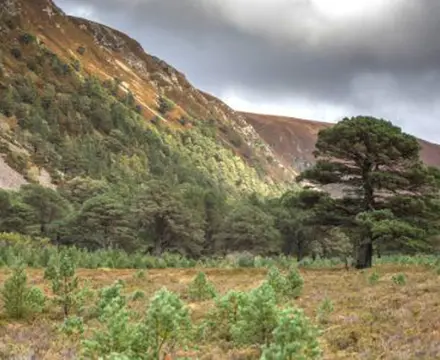 Letting nature run its course: 1551450540 News Foresty Investment 808X455