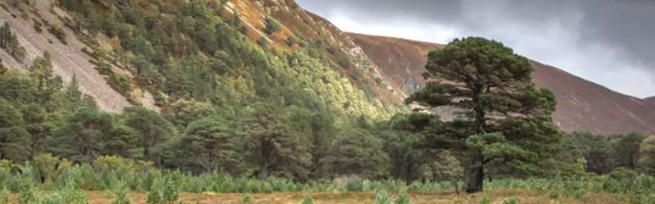 Letting nature run its course: 1551450540 News Foresty Investment 808X455