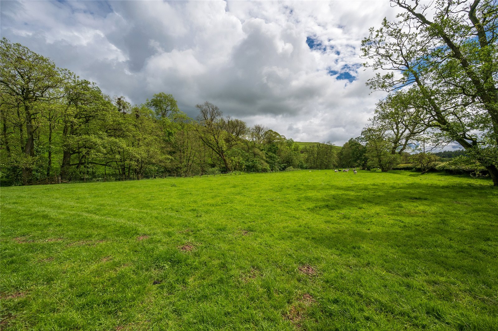 Field