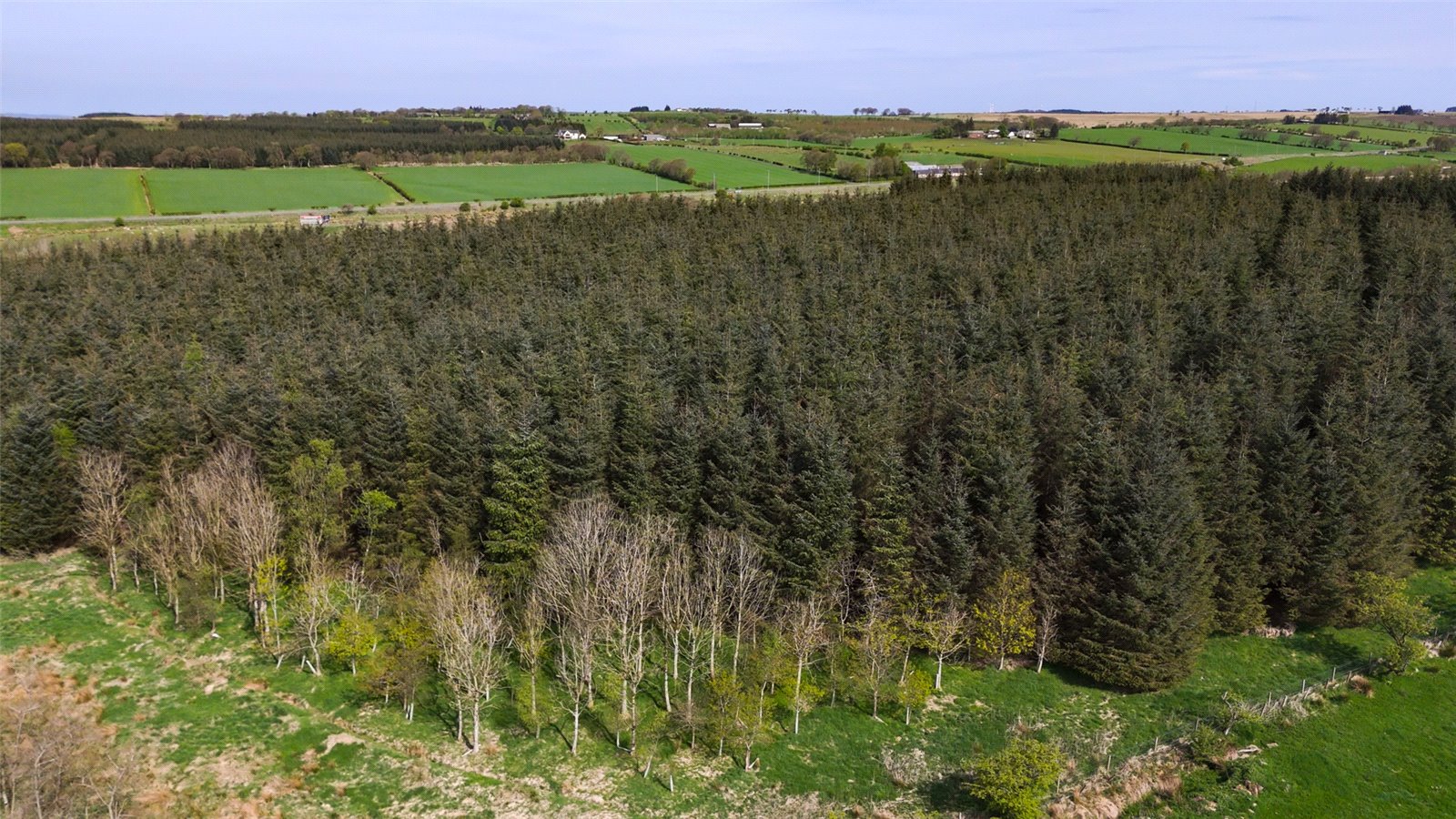 Laighmuir Woodland