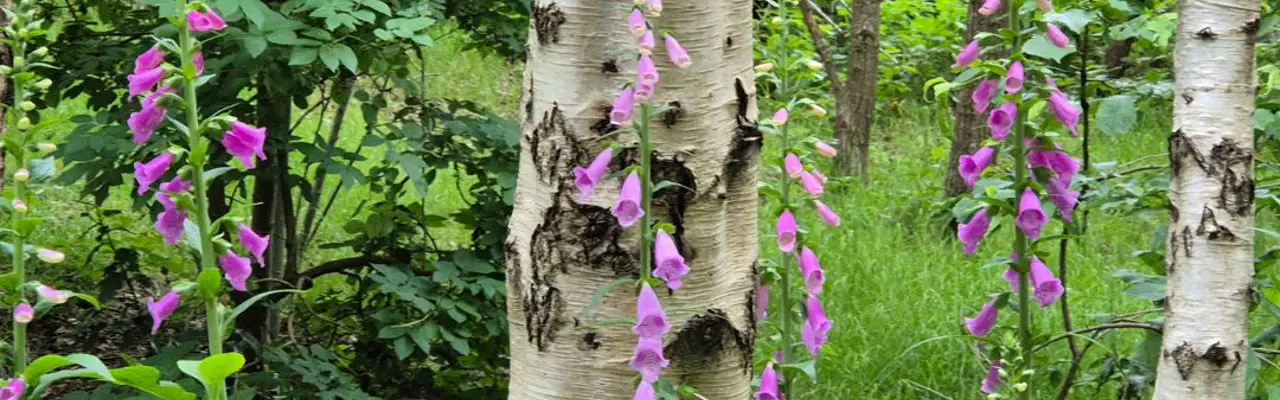 Natural capital update | Woodland carbon - from validation to verification : Natural Capital | James Lighton