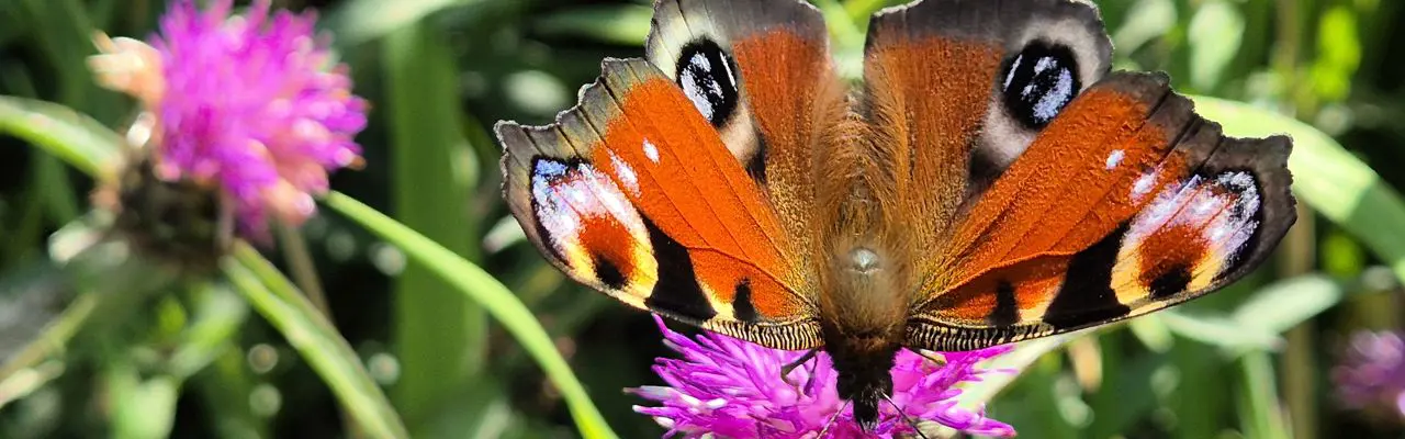 Natural capital update | Beasts, birds, and bugs: 20240814 130216
