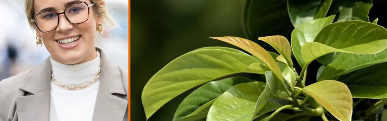 Natural capital update: Tree planting and investors push marginal land values higher : Rose Nash | Natural Capital Update | Galbraith