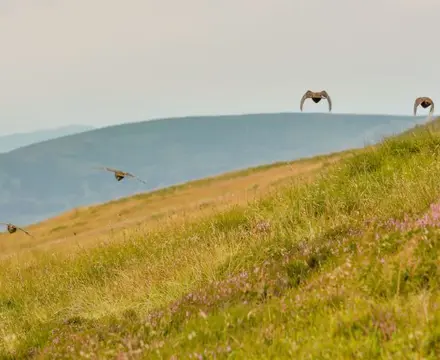 The Appeal Of The Scottish Estate Today: 1593184024 46929 Auchavan 105 808X455
