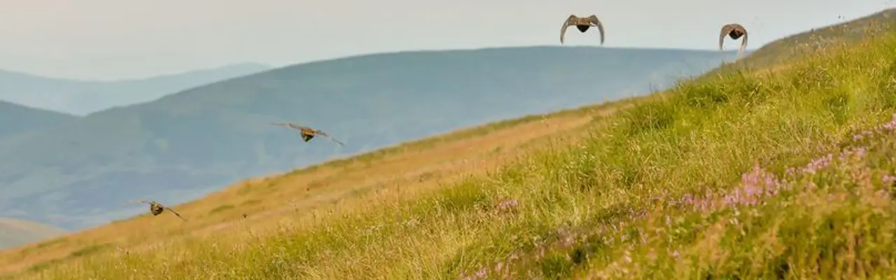 The Appeal Of The Scottish Estate Today: 1593184024 46929 Auchavan 105 808X455