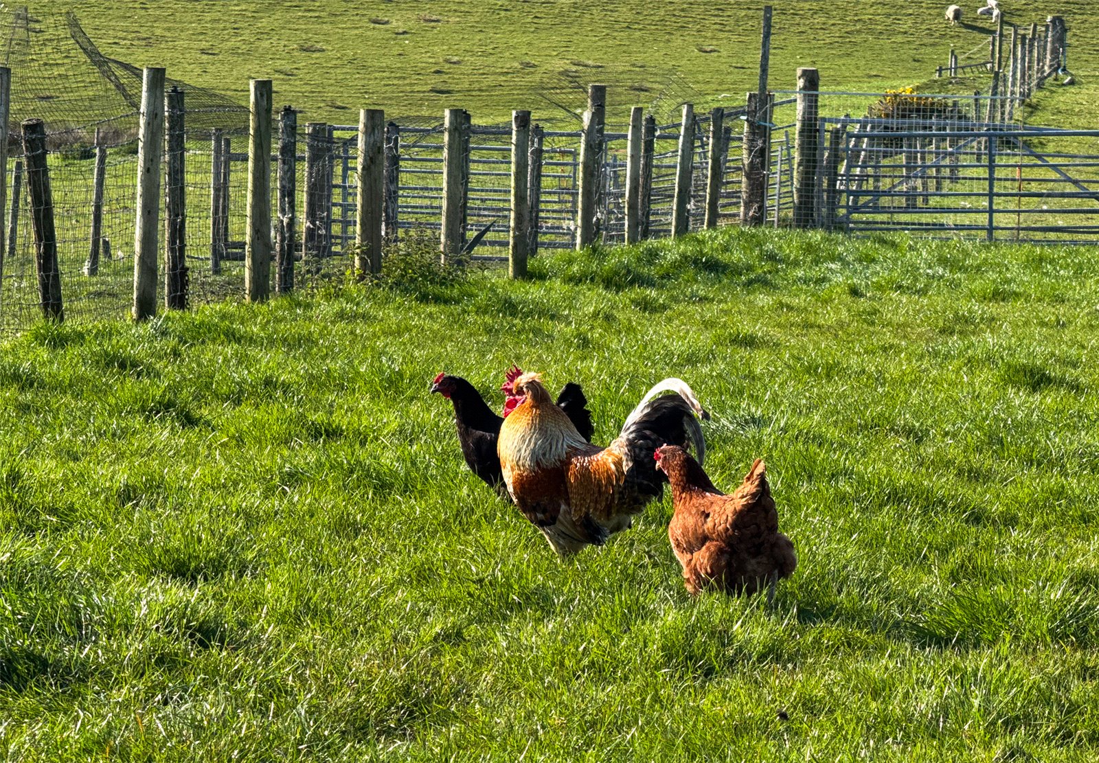 Hens