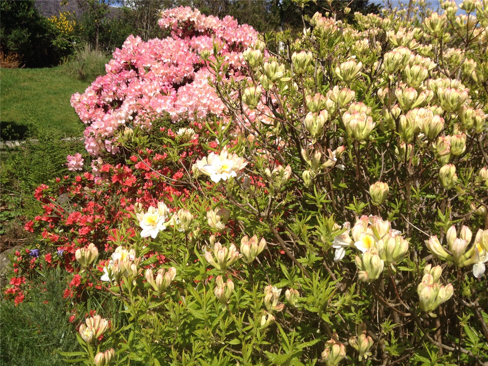 Spring Blossoms