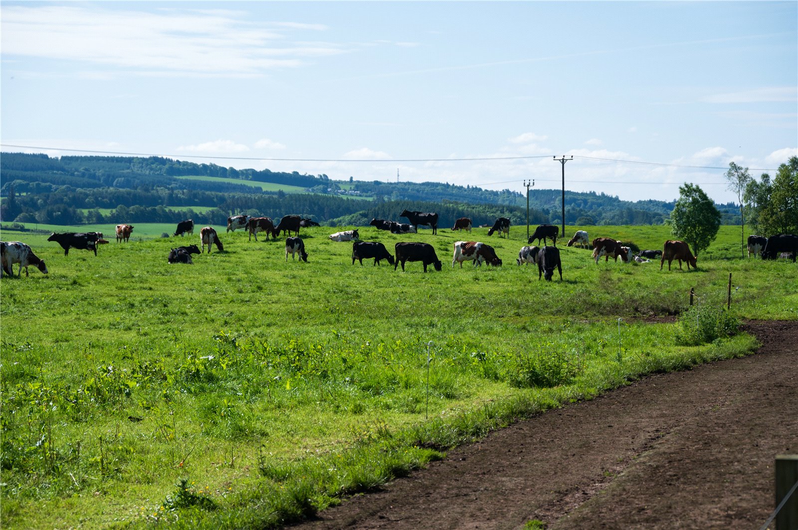 Land and Cow Tracks