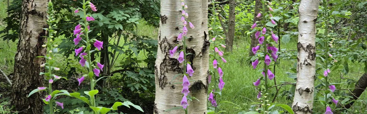 Natural capital update | Woodland carbon - from validation to verification : 20240610 185852