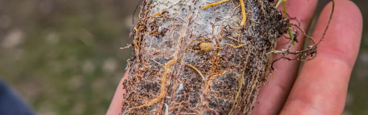 Giving young trees a head start: 4