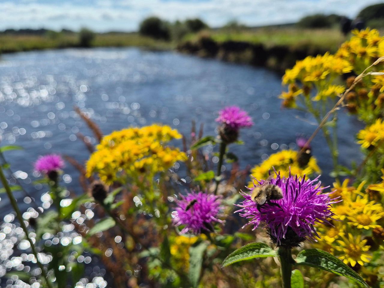 River-Annan-Bodesbeck-Lochbrow-Rewilding-2-Invertibrates