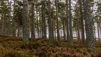 Moray Forest Grazing Commercial Woodland 1