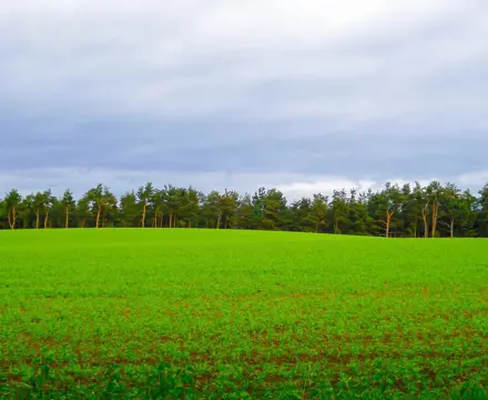Natural capital update: Will Land Reform be a barrier to investment in Scotland?: Land | Galbraith | Natural Capital Update
