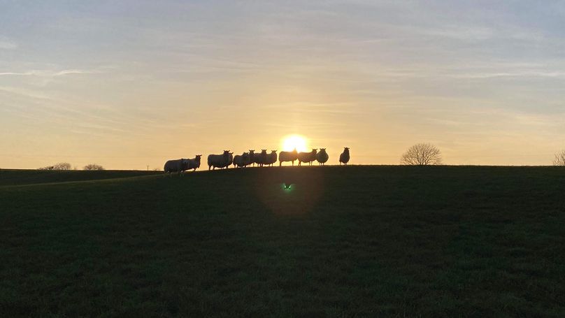 A flock of sheep standing on the horizon