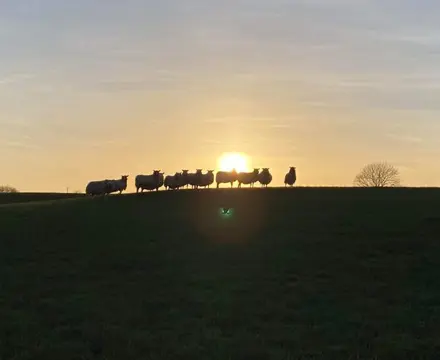 Fertiliser Price Rise Impacts Grass Park Lets: 1648553282 Sheep 2 808X455