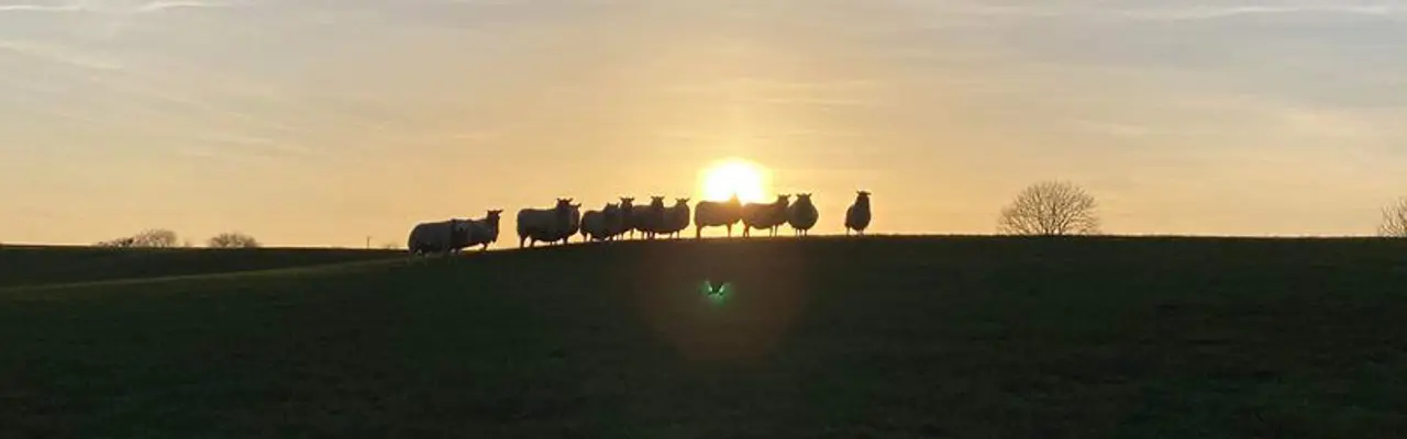 Fertiliser Price Rise Impacts Grass Park Lets: 1648553282 Sheep 2 808X455