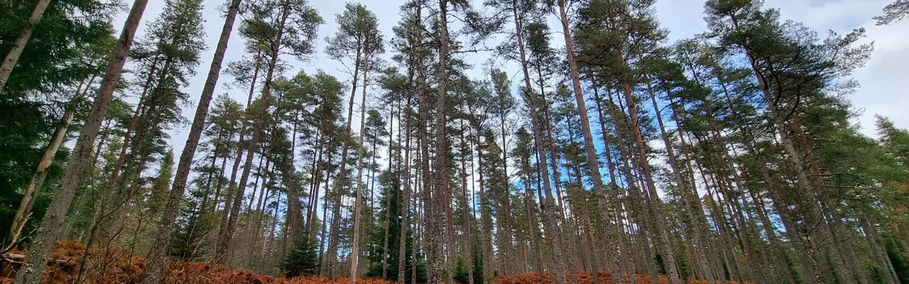 Natural capital update: Big storms underline value of insurance and forest certification: 20220312 144309