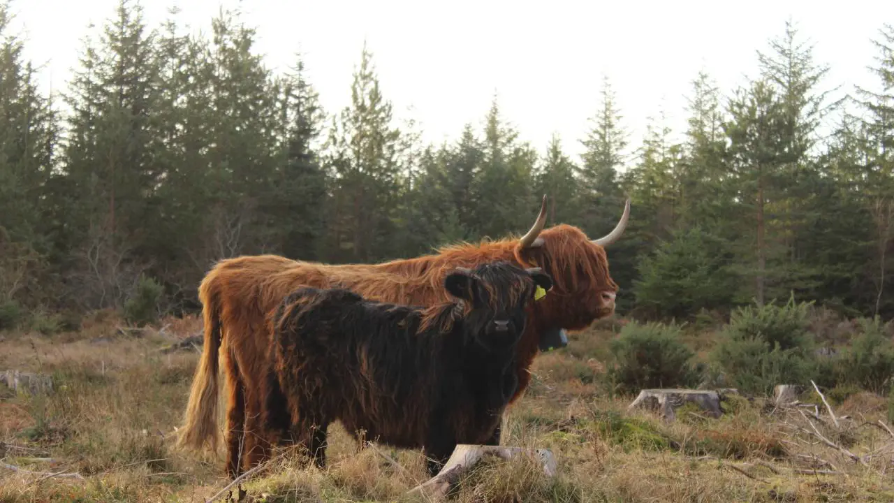 Moray Forest Grazing Highlandcattle 2