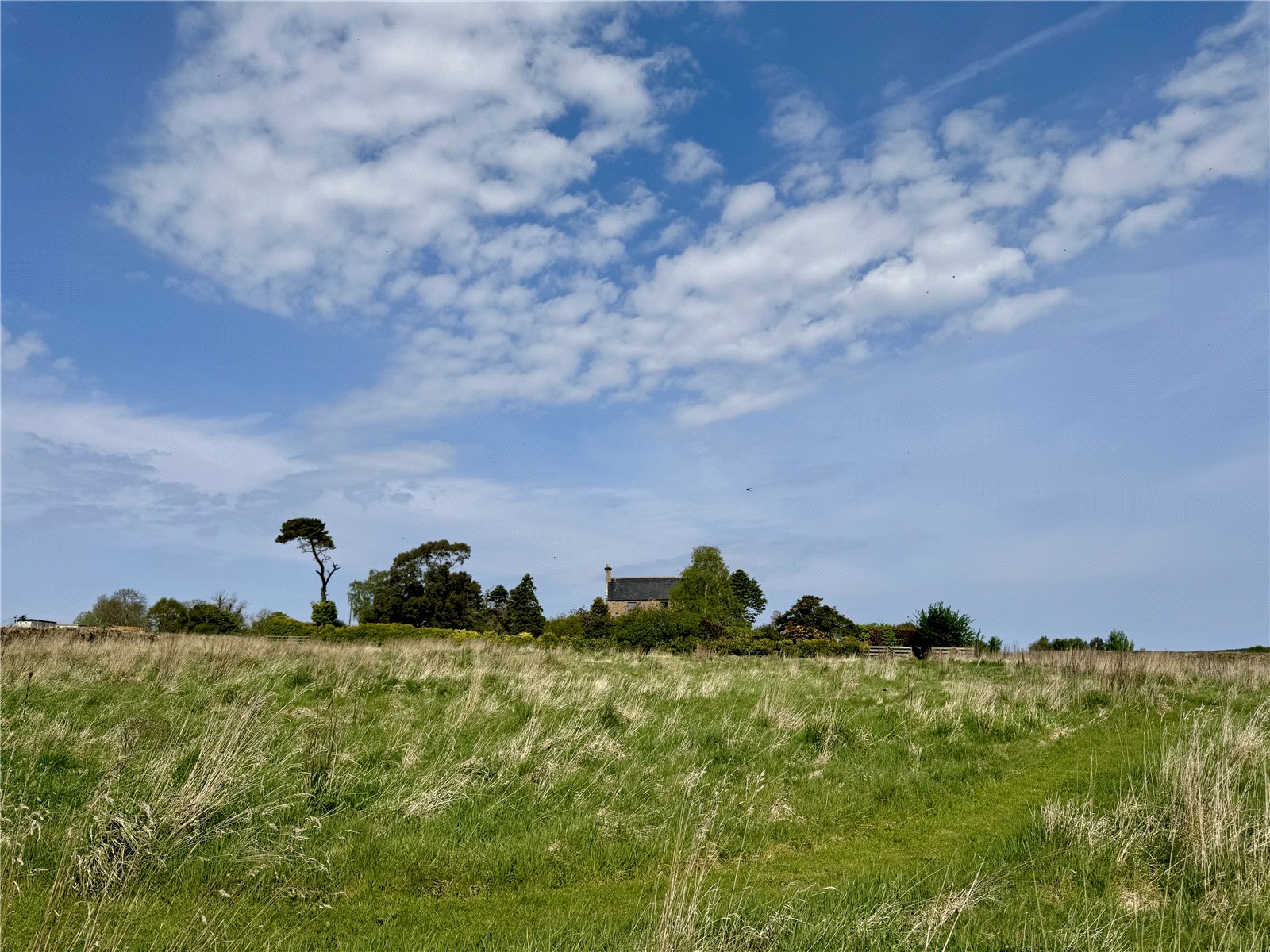 Grazing Paddock