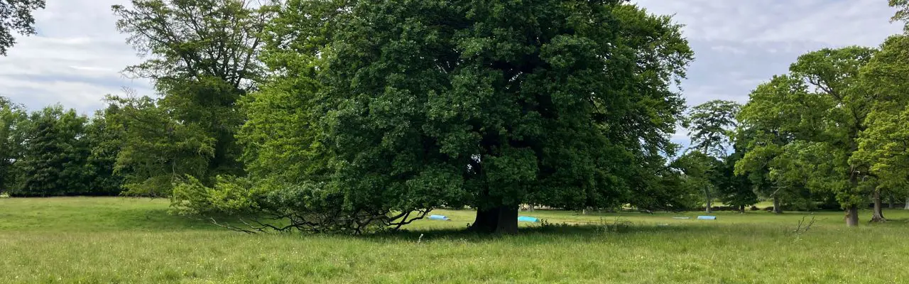 Natural capital update: Science and history show that humans boost biodiversity: Oak Tree | Natural Capital | Galbraith