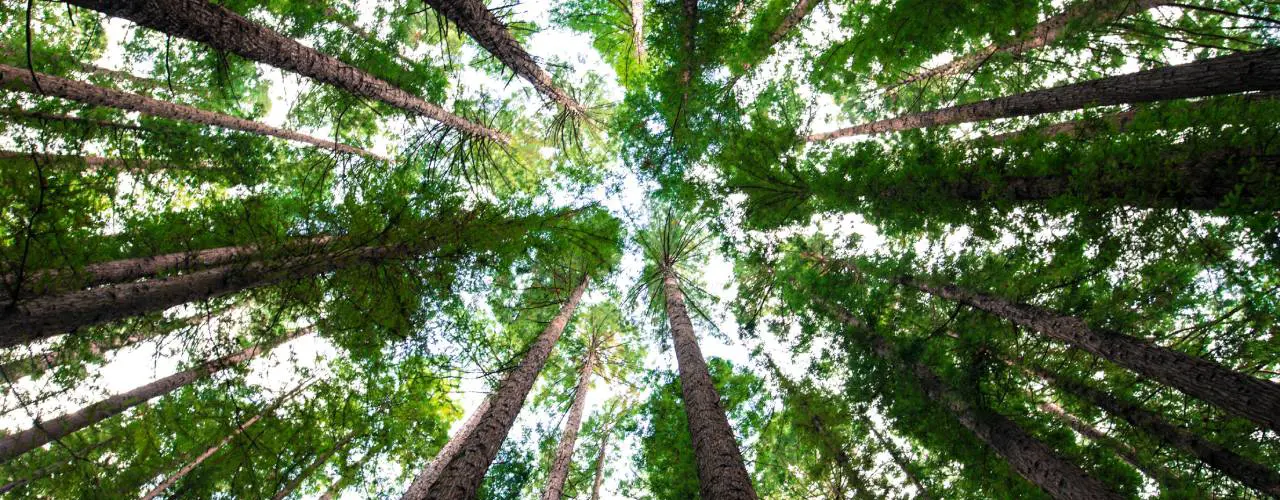Forestry Case Study