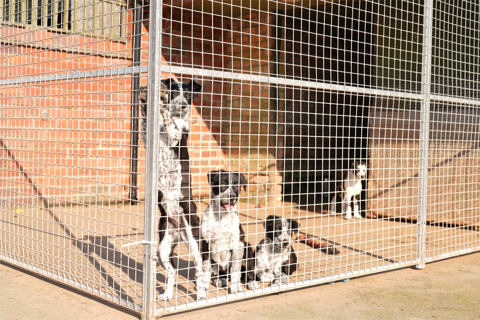 Future Sheepdogs