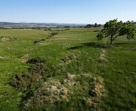 Productive block of grazing ground for sale within the Battle of Sherrifmuir battlefield: Land At Upper Whiteston Farm (3)