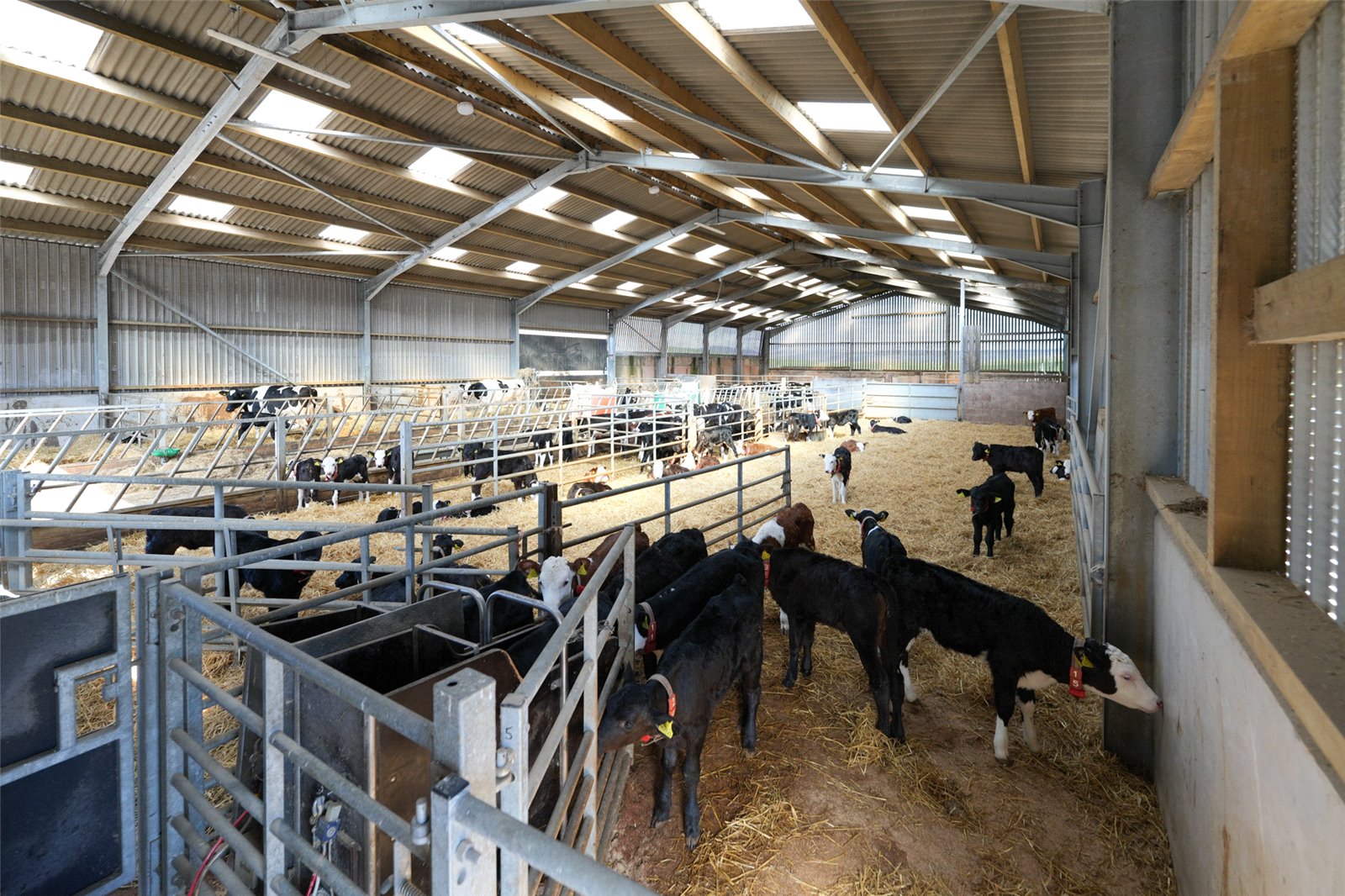 Calf Shed