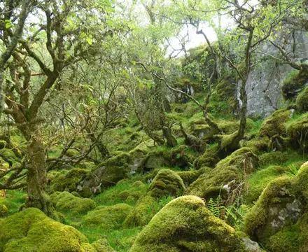 Natural capital update: COP15 spurs nature restoration grant funding: Rainforest (002)