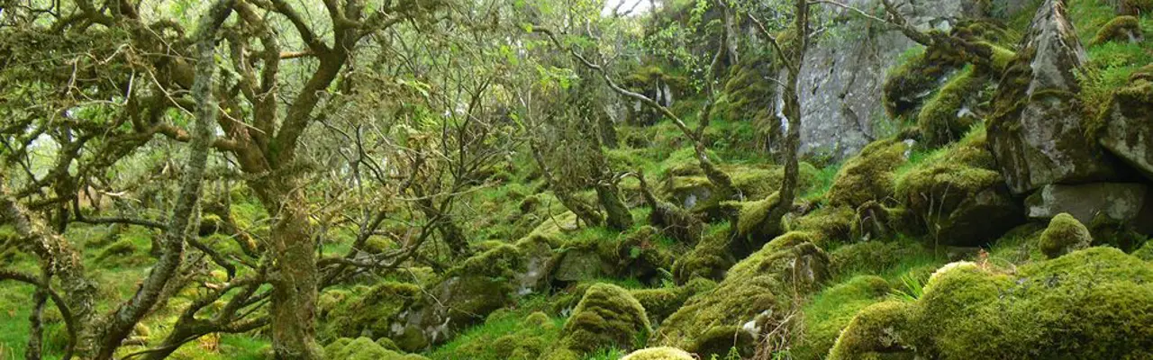 Natural capital update: COP15 spurs nature restoration grant funding: Rainforest (002)