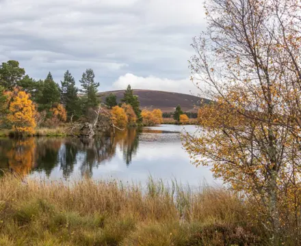 Understanding Natural Capital: UK's emerging new frontier : Moray Forest Grazing Black Loch 1
