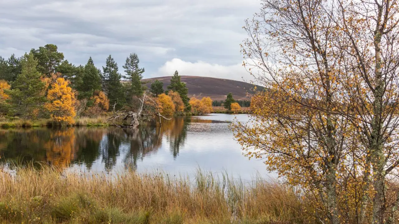 Moray Forest Grazing Black Loch 1