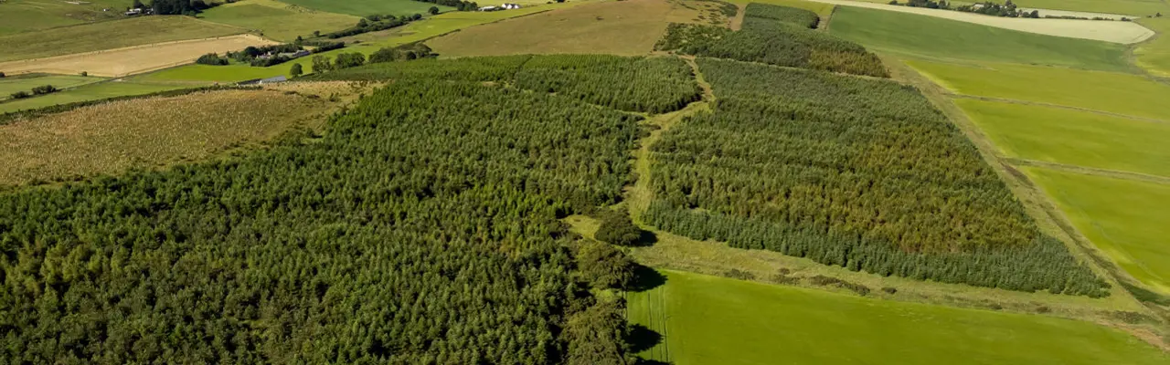 Block of mixed woodland for sale in Aberdeenshire : Lawel Hill Wood, Galbraith (1)