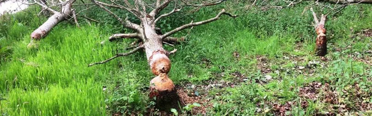 Beavers: the ups and downs of a reintroduced species: 1601477136 During One Night In May 2019 Beavers Gnawed Their Way Through 32 Young Trees In A Small Plantation And Left Them On Site. 808X455