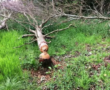 Beavers: the ups and downs of a reintroduced species: Beavers Gnawed Their Way Through 32 Trees