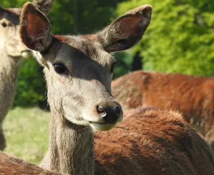 Venison venture: an alternative use for marginal land: 1591265833 Dscn0317 808X455