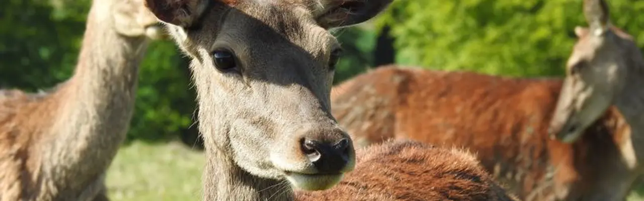 Venison venture: an alternative use for marginal land: 1591265833 Dscn0317 808X455