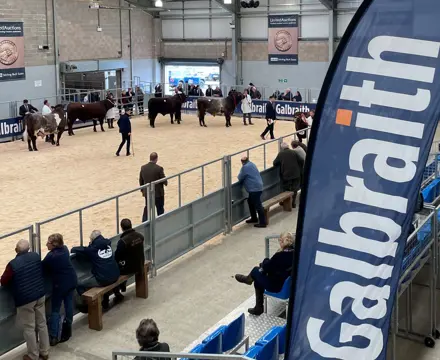 Galbraith May Bull Sales 2024: IMG 7004Adjusted