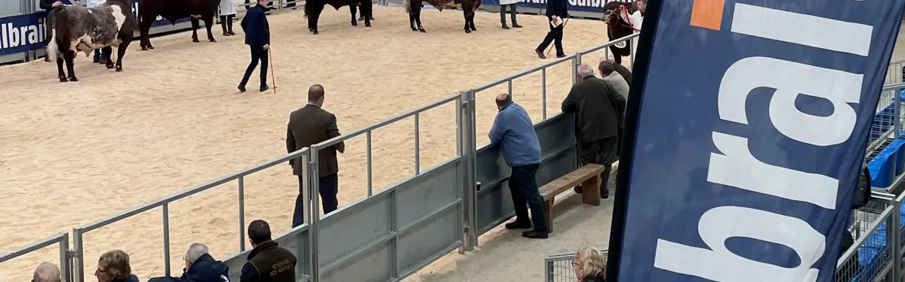 October Bull Sales 2023: IMG 7004Adjusted