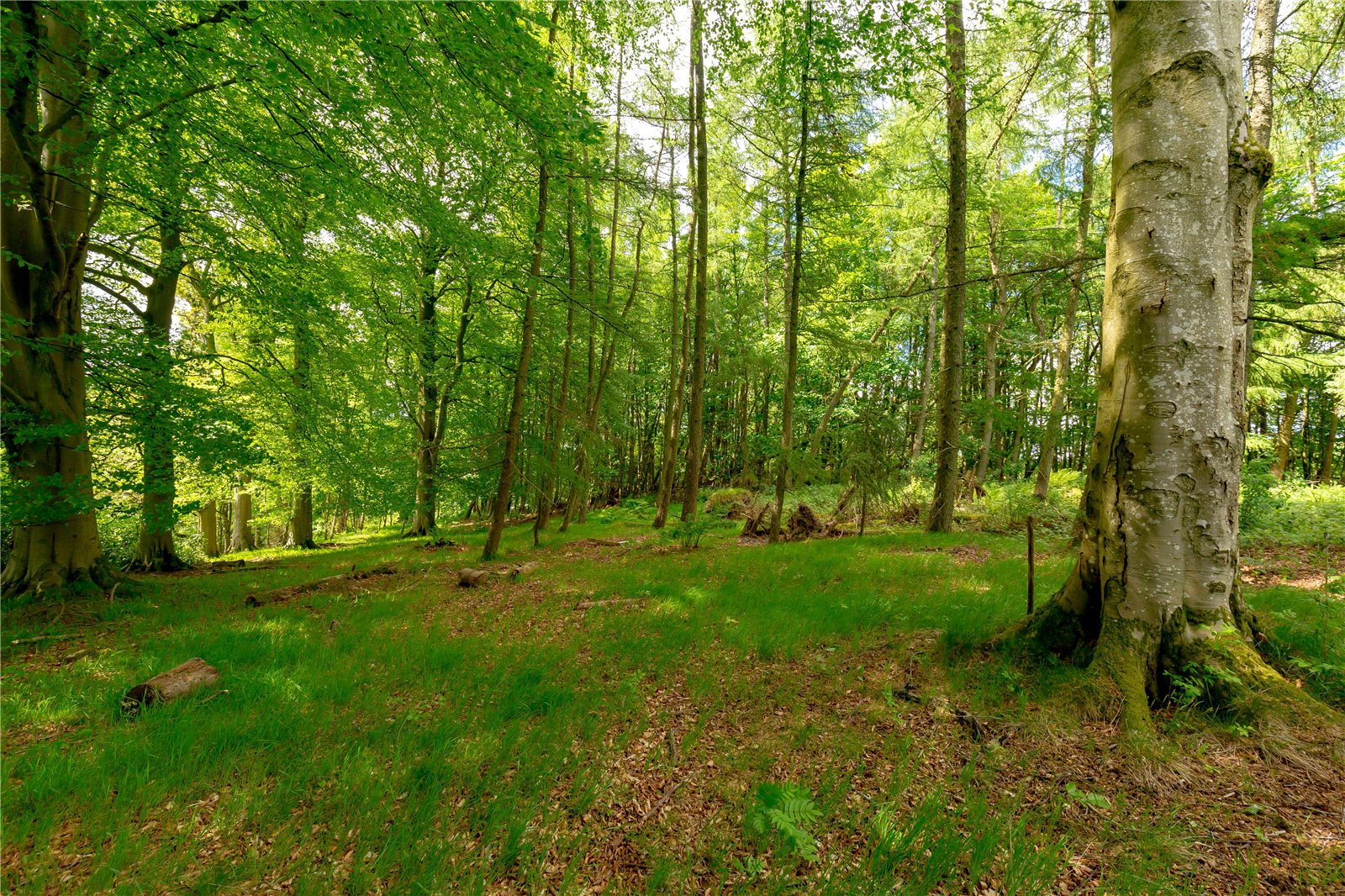 Woodland