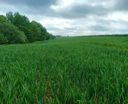 Arable land and woodland in beautiful setting at Fenwick Granary, Northumberland: Land At Fenwick Granary Image 3
