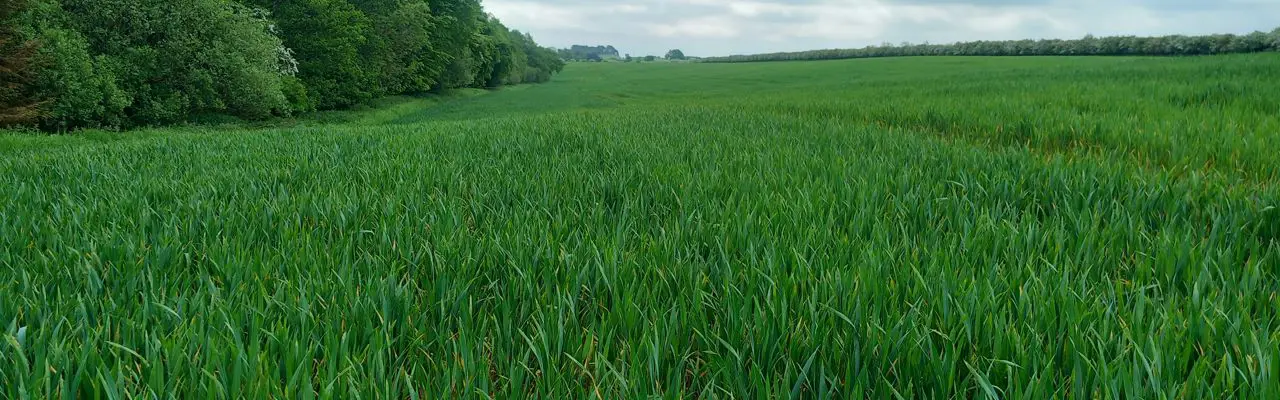 Arable land and woodland in beautiful setting at Fenwick Granary, Northumberland: Land At Fenwick Granary Image 3