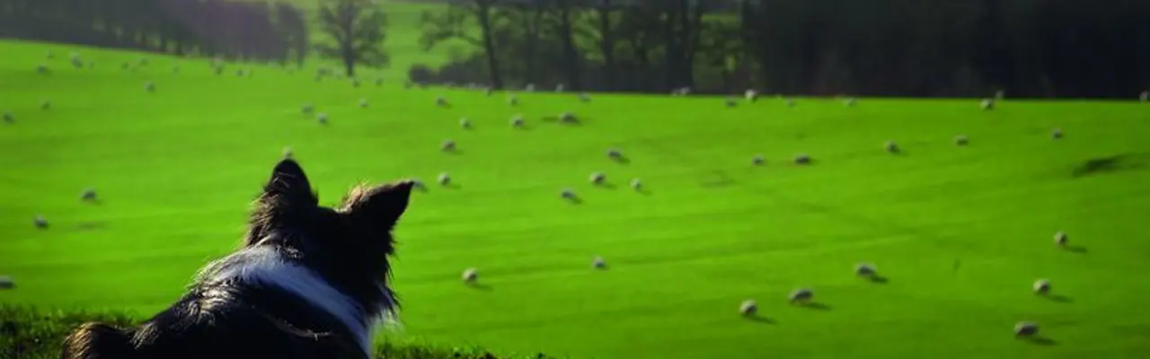 How to see the wood from the trees...And the sheep!: 1615370386 Istock 172230820 2 808X455