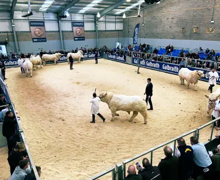 Galbraith February Bull Sales 2024: Whatsapp Image 2022 02 03 At 11.11.17